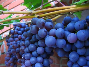 shiraz_purple_grapes